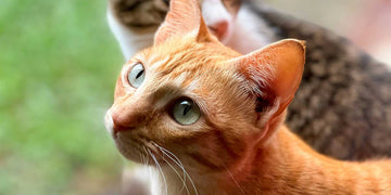 Is Taurine in Cat Food Vegan? A look at Ethical Nutrition