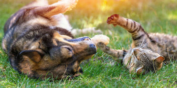 Holistic Pet Care Guide: Vegan & Sustainable Tips for Happy Pets