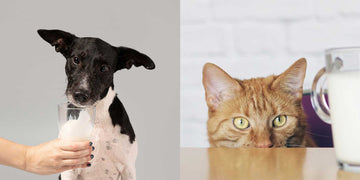 Is Milk Good for Dogs & Cats? The Truth About Dairy for Pets