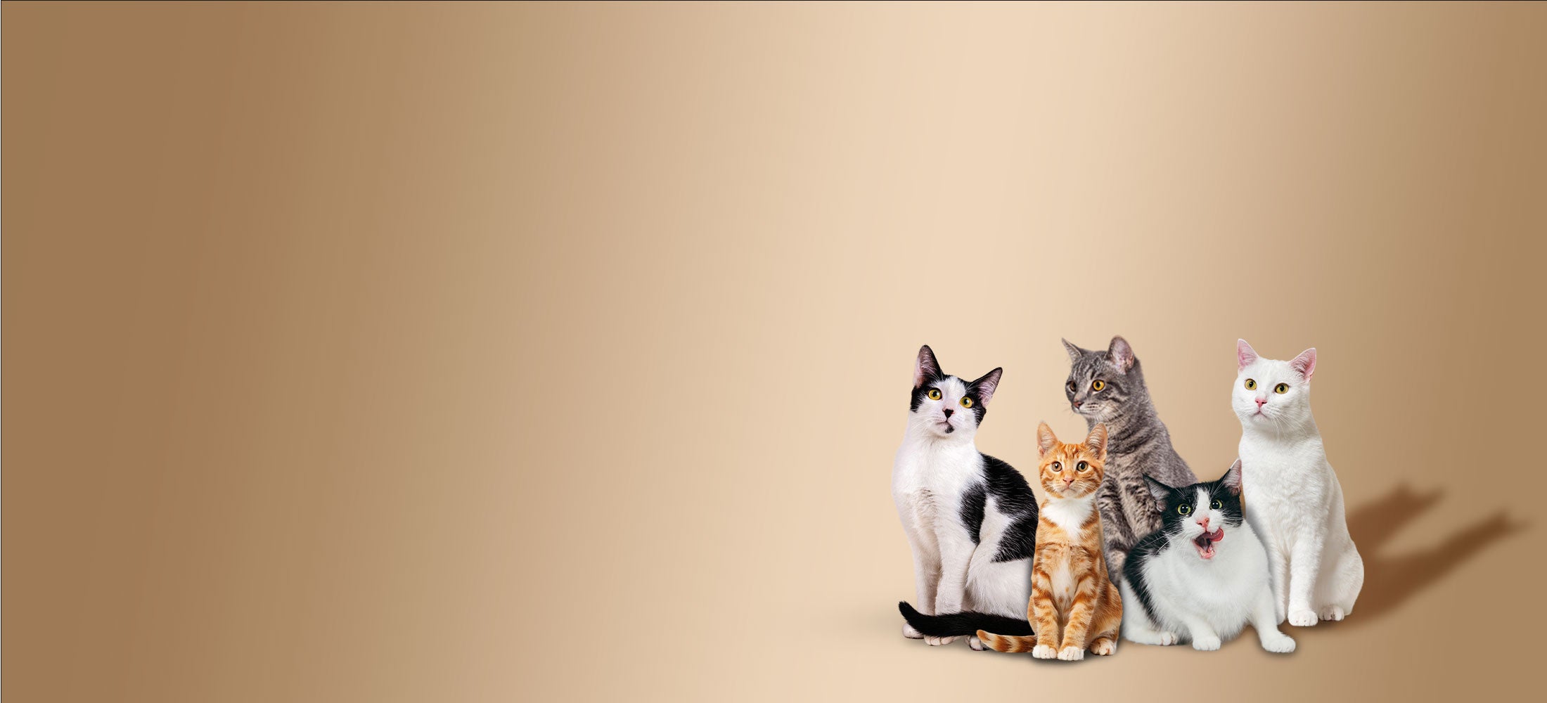 collection-banner-image