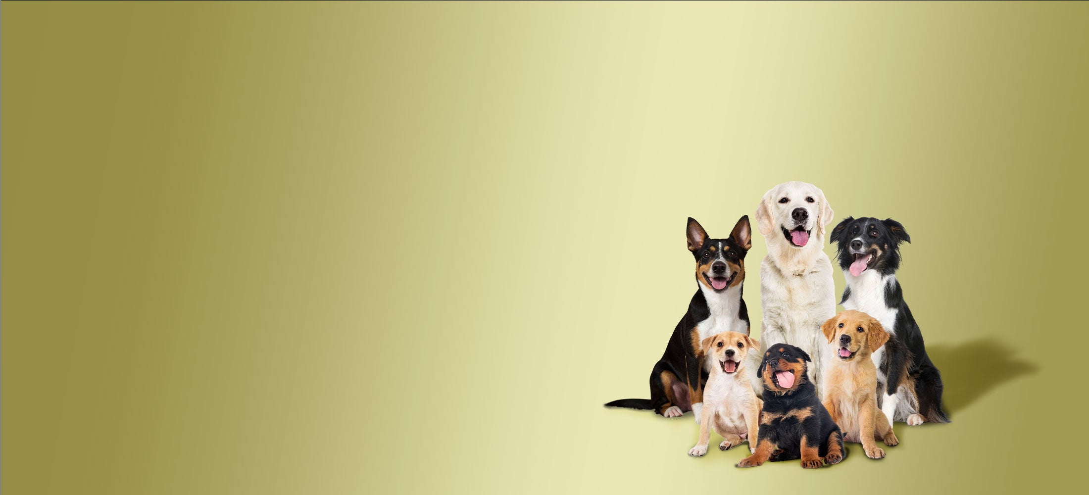 collection-banner-image