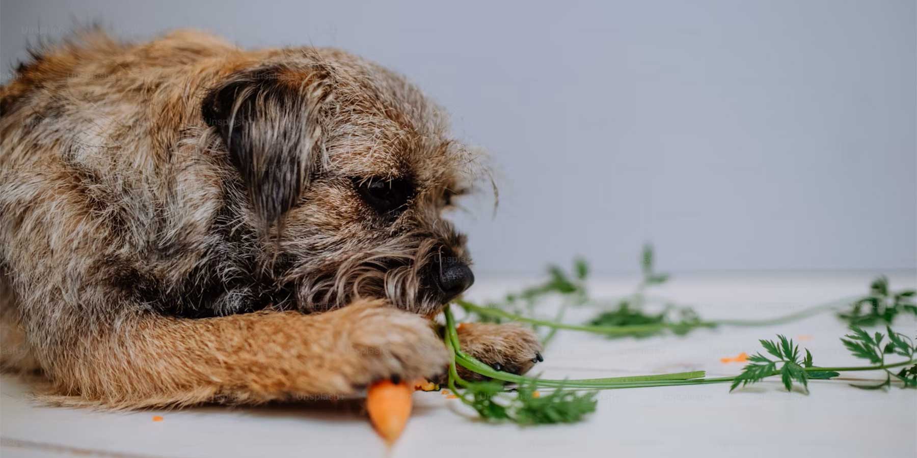 Vegan Dog Food: Can Dogs Thrive on a Plant-Based Diet?