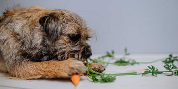 Vegan Dog Food: Can Dogs Thrive on a Plant-Based Diet?