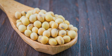Is Soy Bad for Pets? Debunking Common Myths About Soy in Pet Food