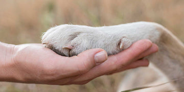 Pet Food & Planet: The Meat Industry's Environmental Cost