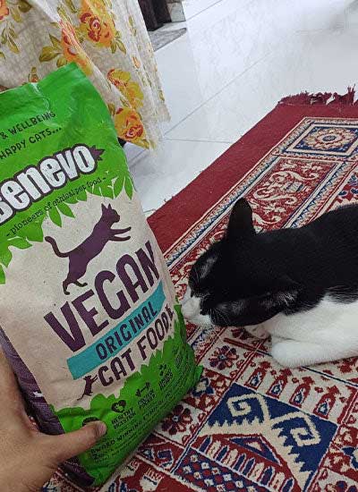 Billu, a rescue cat who switched to Benevo