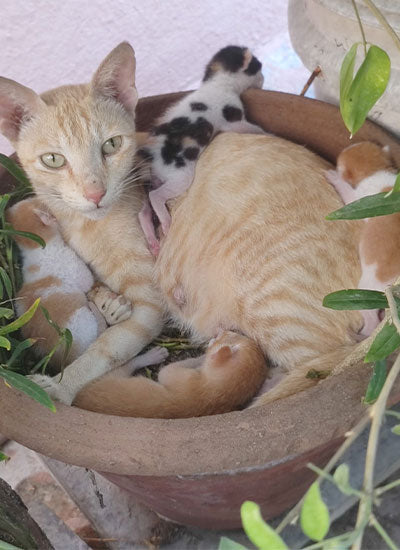 Cats fed Benevo, including rescued ferals
