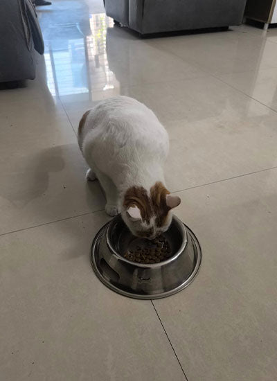 Angel, a rescued cat thriving on Benevo